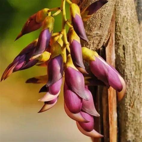 長得像鳥的花|「雀仔花」 是什麼花？亦花亦鳥憶長留